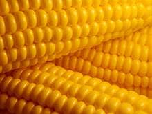 Three corn cobs with bright yellow kernels
