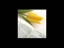 How to Pray the Bible yellow tulip