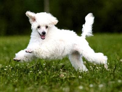 White dog running in a field
