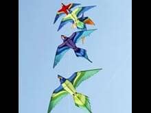 Kites in shape of birds
