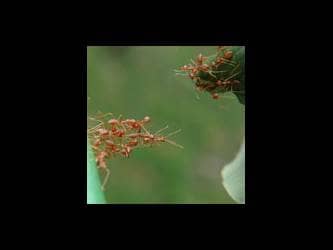 Work in Community ants together