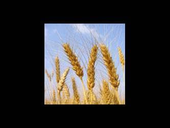 Keep Contributing grain wheat