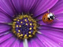 Ladybug near the center of a violet purple flower