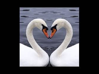 swan heart love heal