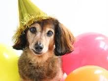 Dog with party hat and balloons