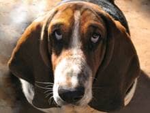 Droopy-eyed dog