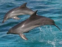 Responsibility for Animals, dolphins