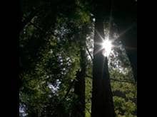 Sun shining down through redwood trees