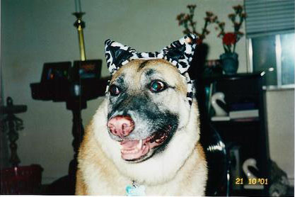 Halloween dog