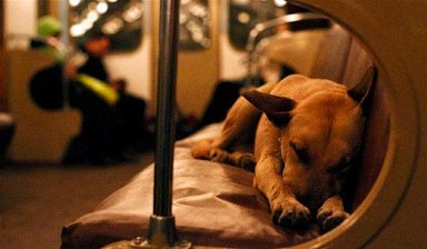 Moscow Dogs