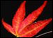 Maple leaf