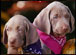 Cute puppies