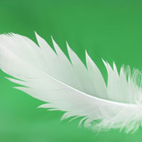 greenfeather.jpg