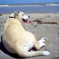 Sadey