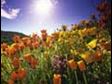 Field of red and yellow tulips