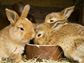 Pet Prayers: Bunnies eating from a bowl
