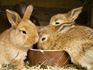 Pet Prayers: Bunnies eating from a bowl