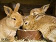 Pet Prayers: Bunnies eating from a bowl