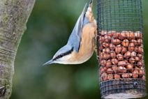 Garden of Feeding