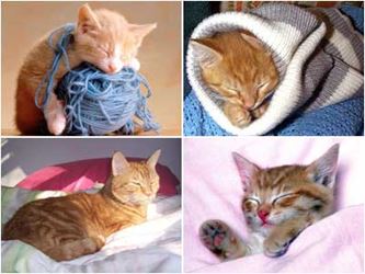 Cute Cat Pictures