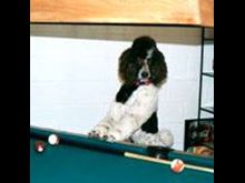 Your Inspiring Pets October 2007 Jemini
