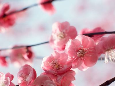 Cherry blossoms