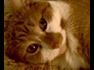 Beliefnet group Cat Lovers Club