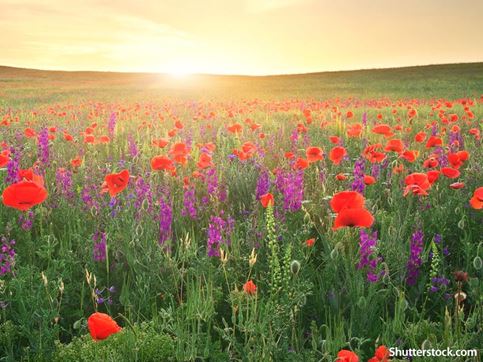 field of flowers
