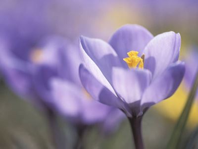 Purple crocuses