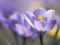 Purple crocuses