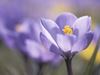 Purple crocuses