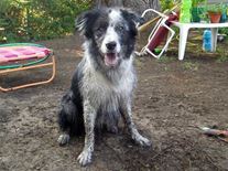 Scout the Border Collie