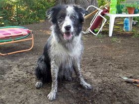 Scout the Border Collie