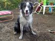 Scout the Border Collie