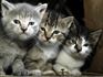 Responsibility for animals, kittens