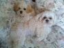 Bichon frises angel dogs