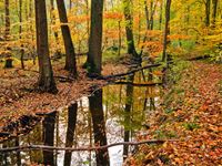 Autumn Forest