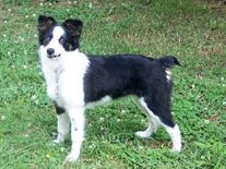 Inspiring Pet dog Sassy