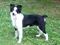Inspiring Pet dog Sassy