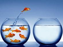 Goldfish jumping out of its bowl