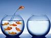 Goldfish jumping out of its bowl