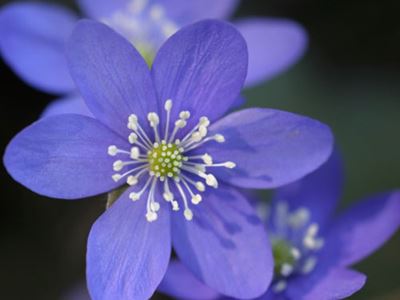 Purple flowers