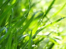 Dew-Drops on Green Blades of Grass