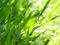 Dew-Drops on Green Blades of Grass