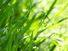Dew-Drops on Green Blades of Grass