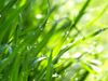 Dew-Drops on Green Blades of Grass