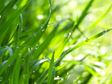 Dew-Drops on Green Blades of Grass
