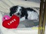 Valentine's Day dog