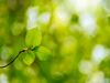 Close up of a newly-budding tree branch 