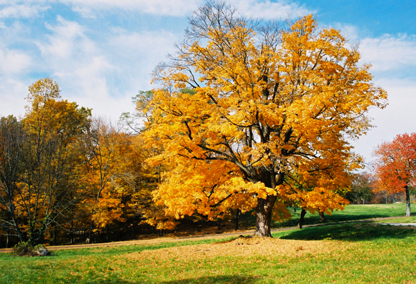 Slide Image